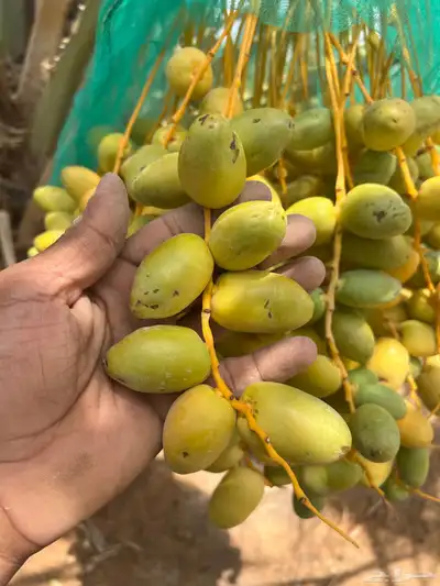 ثمر نخيل خلاص محصول نخيل مزرع 7