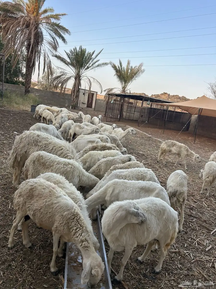 للبيع غنم دفيع 0