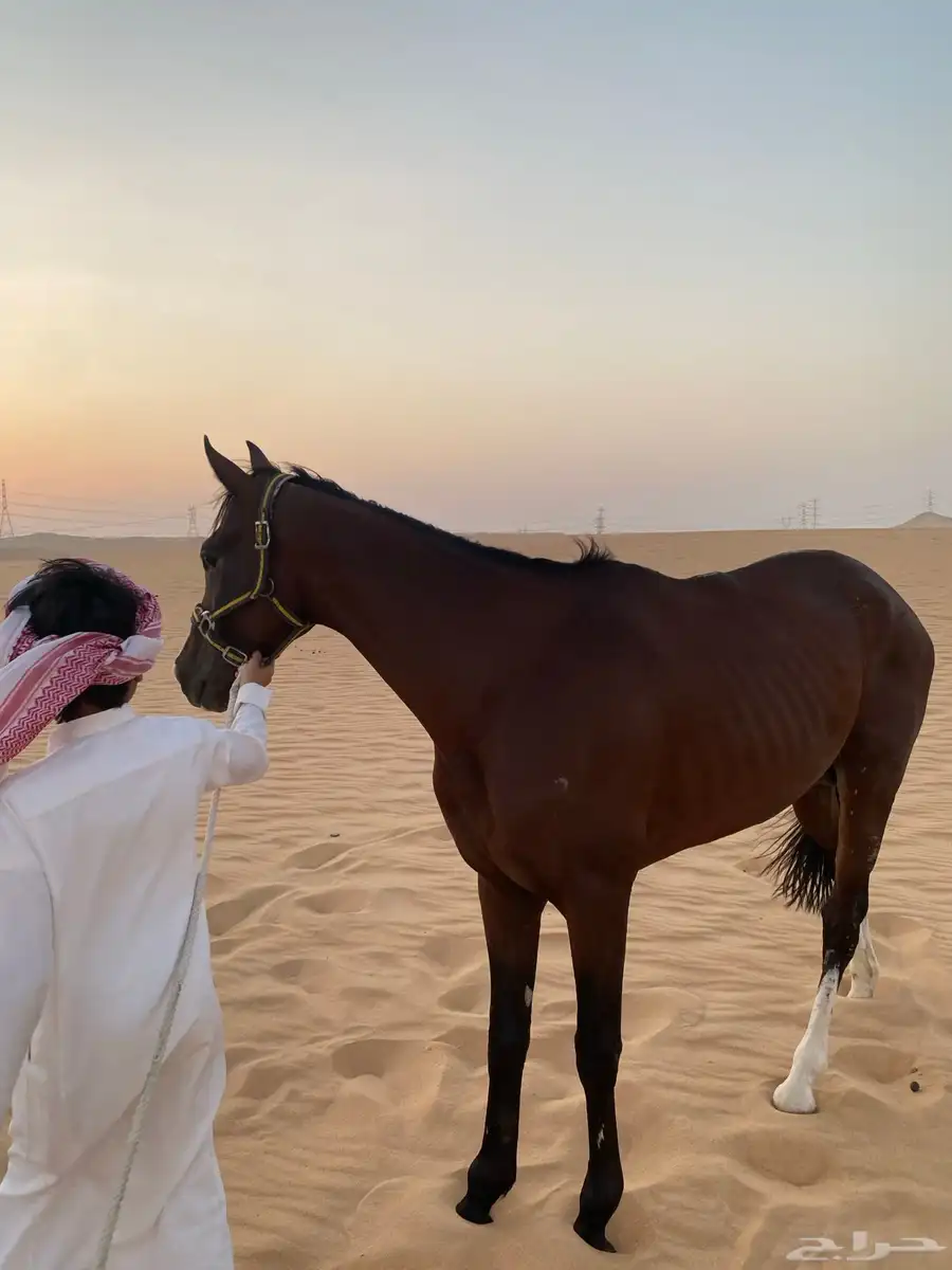 خيل الام عربيه الاب انجليري 0