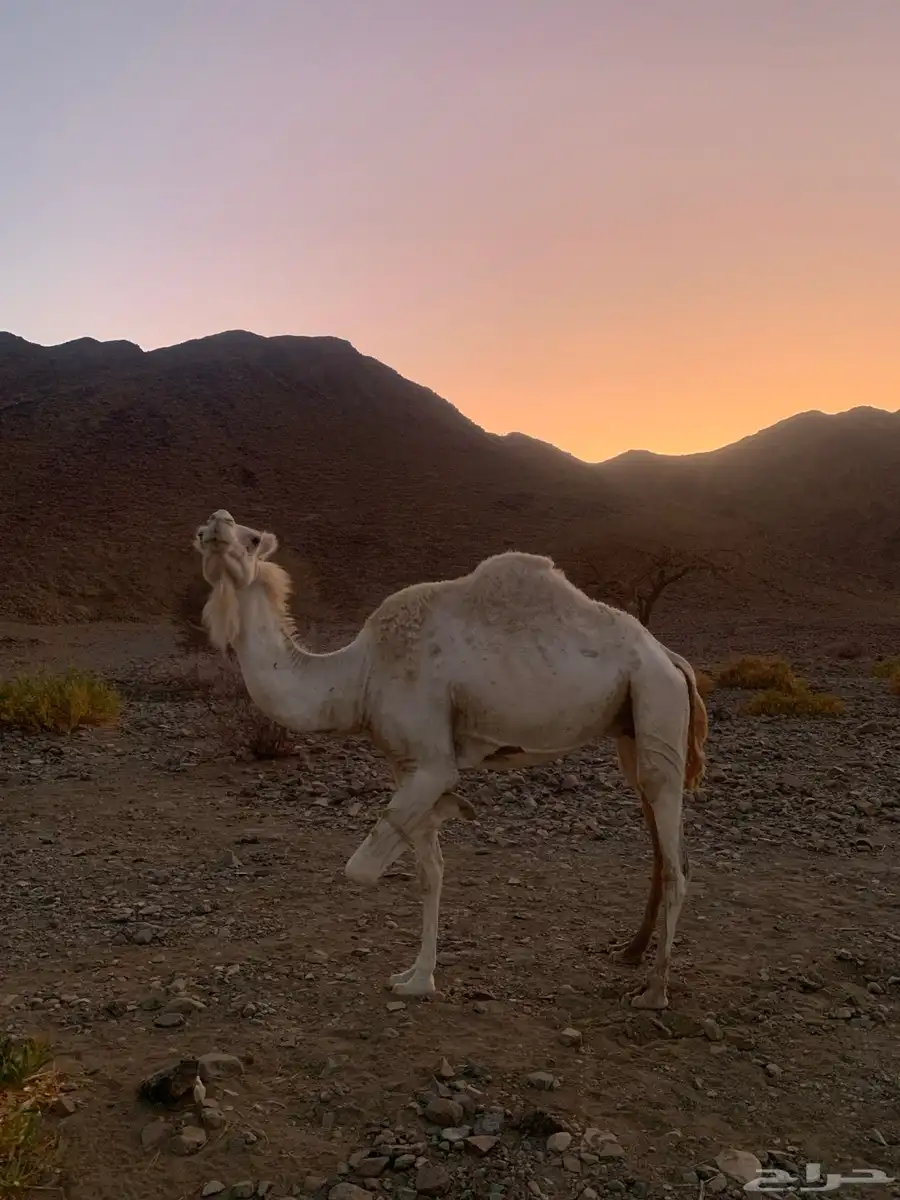 ناقه وضحى لقحه 7 اشهر 1