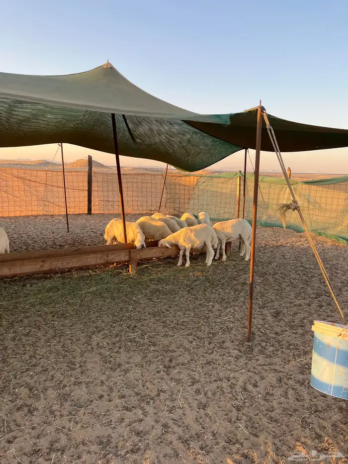 ذبايح لبيع جمله وتفريد 1