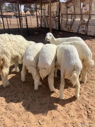 رخال حريه ( تم البيع ) 2