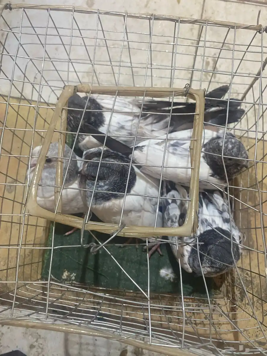 حمام طبات امهاته مطيار شرط 1