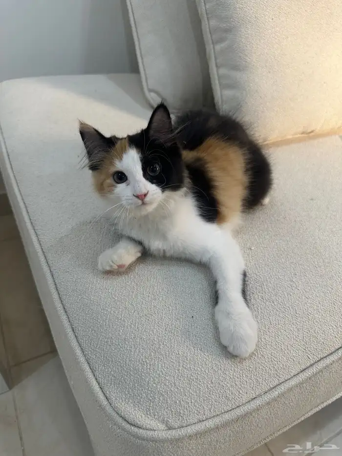 قطط للتبني 0