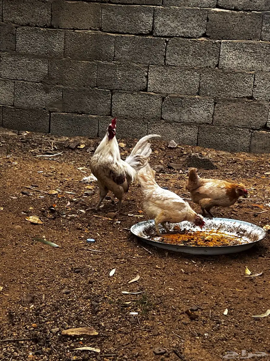 1 ديك 2 دجاج بلدي ونظيف علي اشرط 2