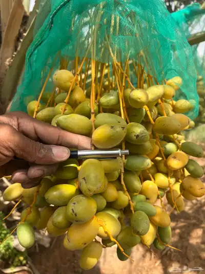 ثمر نخيل خلاص محصول نخيل مزرع 14