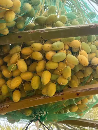 ثمر نخيل خلاص محصول نخيل مزرع 0