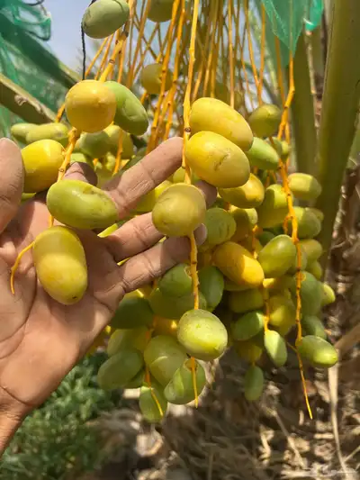ثمر نخيل خلاص محصول نخيل مزرع 10