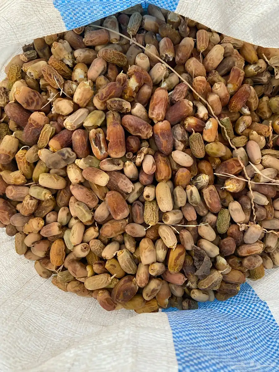 تمر غنم وابل البيع index