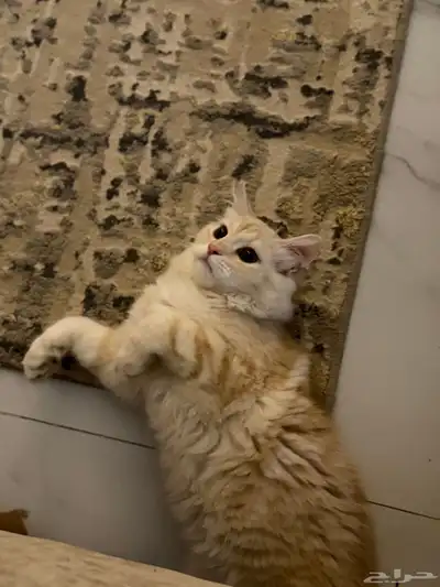 قطة شيرازية لعوب 1