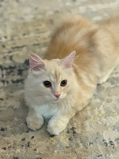 قطة شيرازية لعوب 0