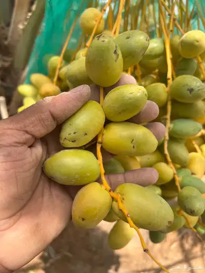 ثمر نخيل خلاص محصول نخيل مزرع 8