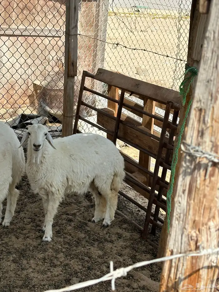 رخل حريه العمر سبعه شهور 0