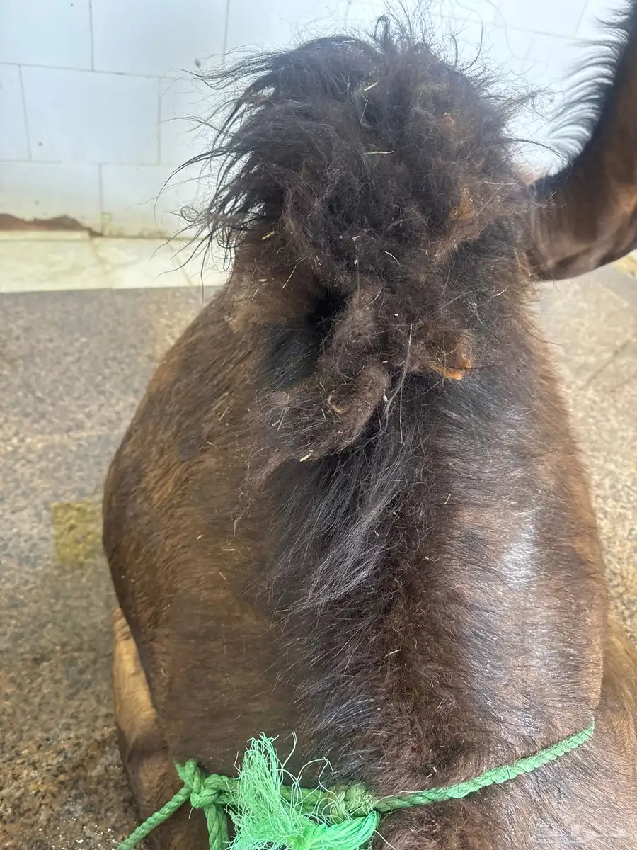لباني طازج والطعم تحدي طريق الرياض مجعل عروض لا تنتهي 0