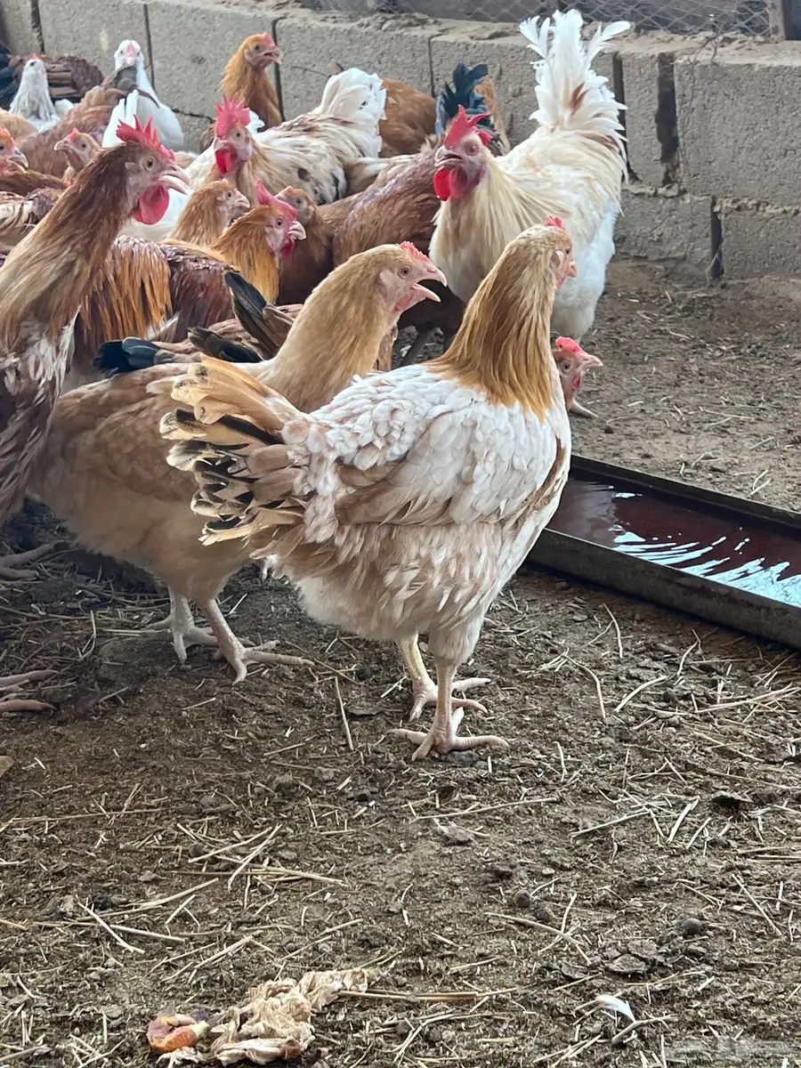 دجاج لوهمان بياض وبشاير قريب البيض منوة الي يبي يربي 4