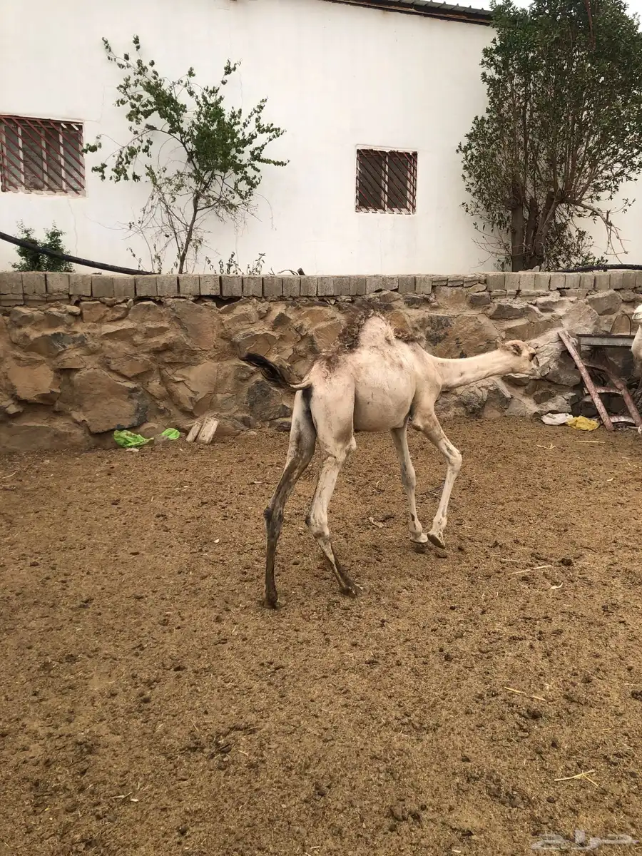 حشوان مناسبات العمر من 5 الى 6 شهور 4