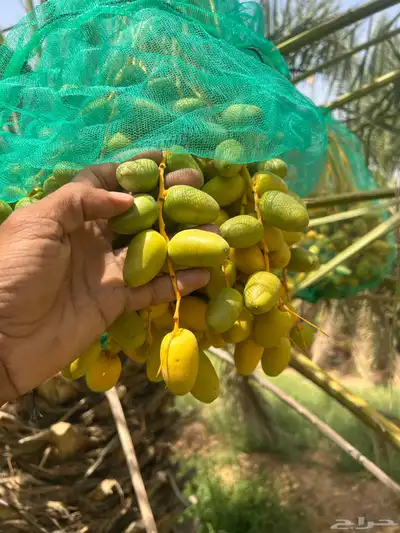 ثمر نخيل خلاص محصول نخيل مزرع 4