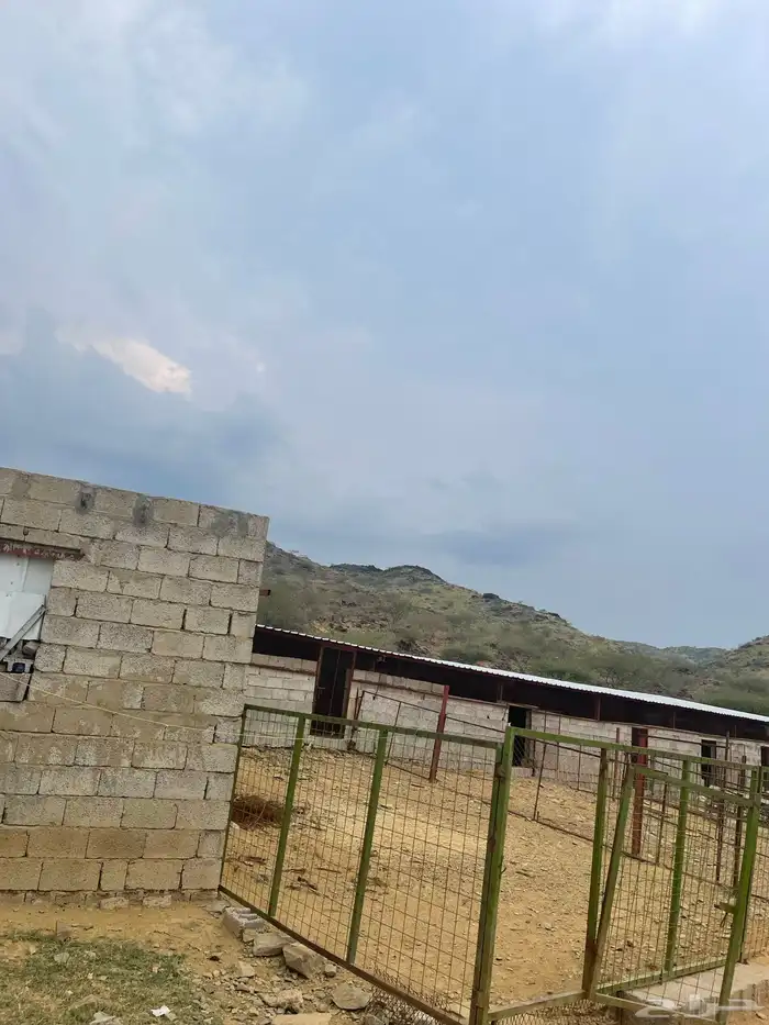 ارض كبيره مع بيت للبيع مع حضائر مغطاه 14