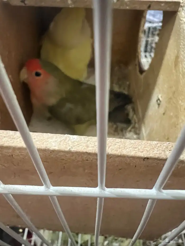 عصافير روز زوج 2