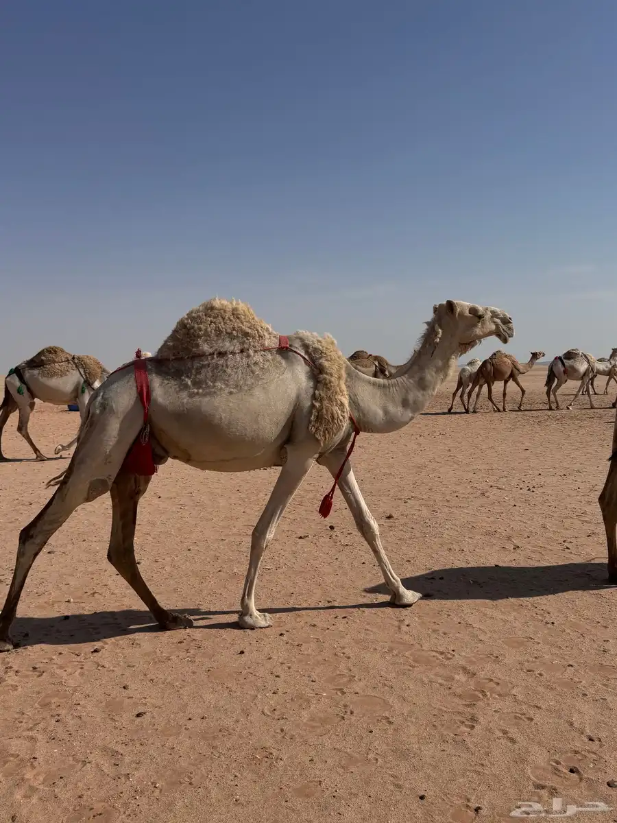 للبيع خلفه شعل كفو طيبه جدا و تحته قعود طيب 0