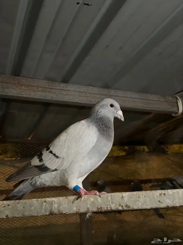 حمام زاجل وباكستاني 1