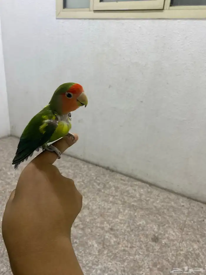 روز اخضراليف 1