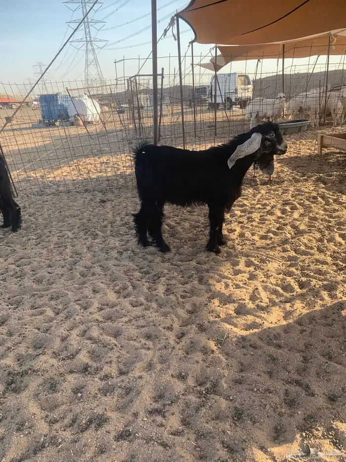 حري ذبايح مناسبات ذبايح زواج طليان يوجد صلخ وتوصيل 6