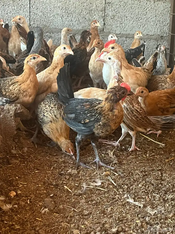 صوص دجاج للبيع الموقع الحناكيه 2