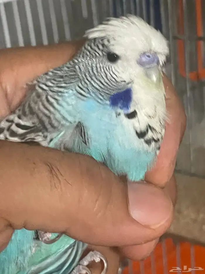 للبيع ذكر انجليزي حجم تون منتج 0