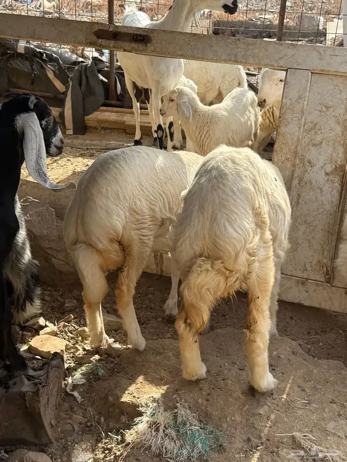 رخله نظيفة مقفل شحم لحم طيب وغنم مراح 2