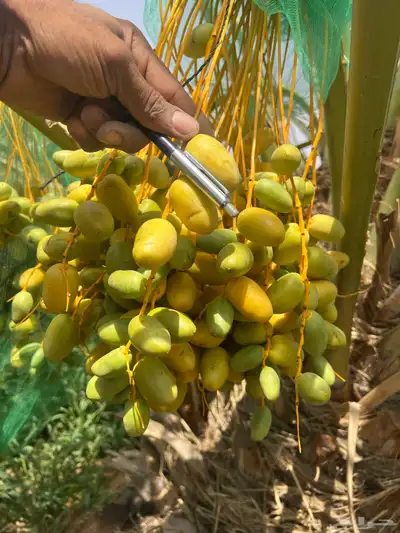 ثمر نخيل خلاص محصول نخيل مزرع 9