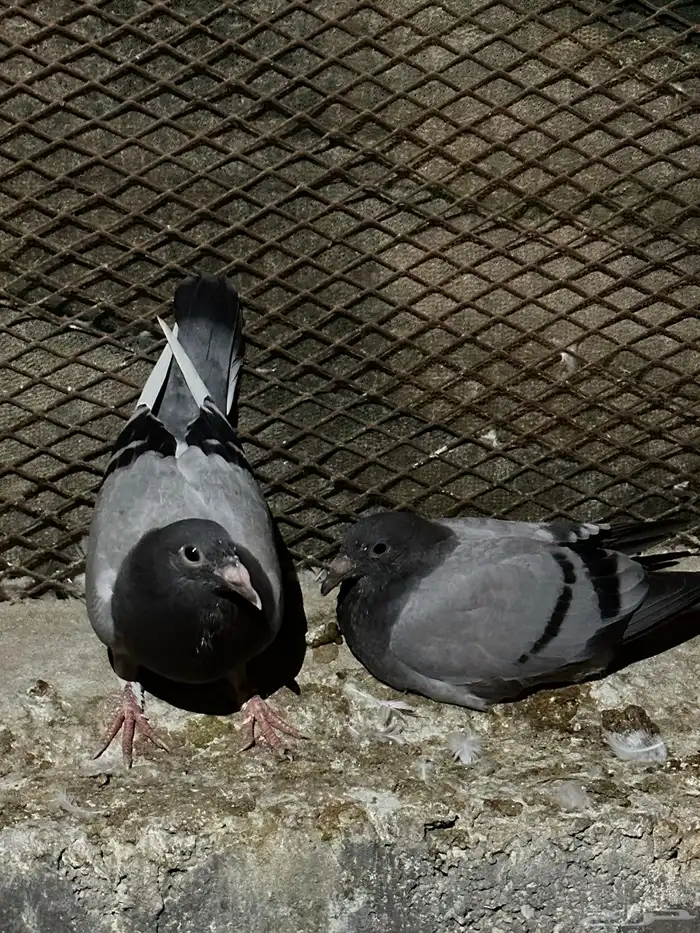 حمام زاجل وباكستاني 4