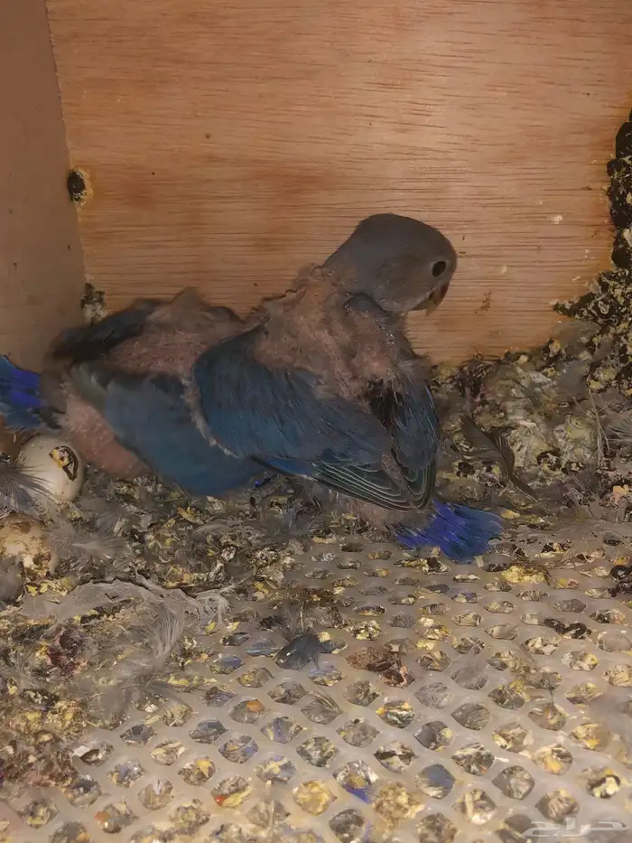 فروخ روز تحت الاهل (تم البيع ) 0