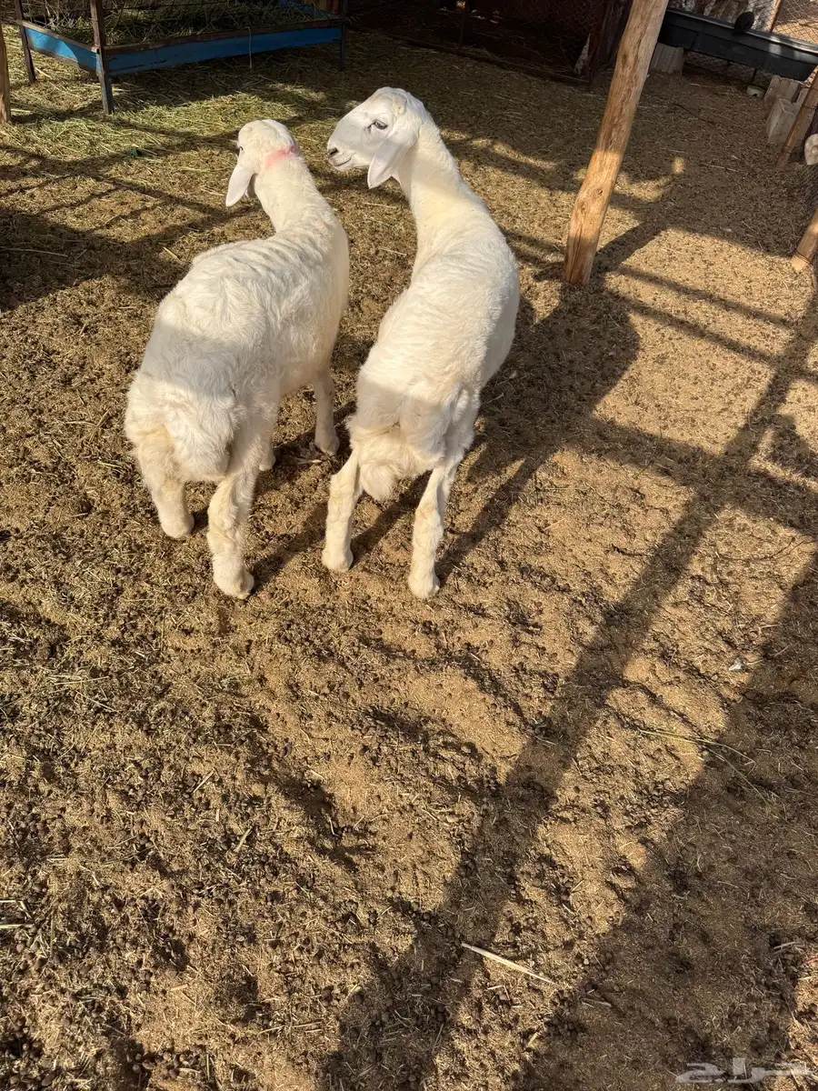 طليان للبيع العدد 2 3