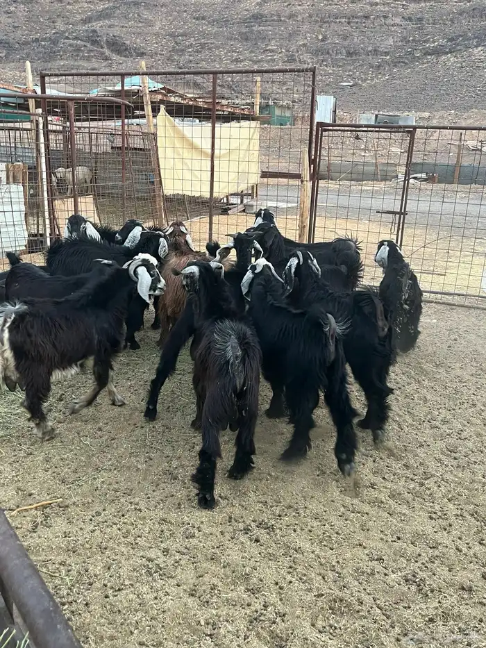 تيوس وجفار سمان ونظيفه 12