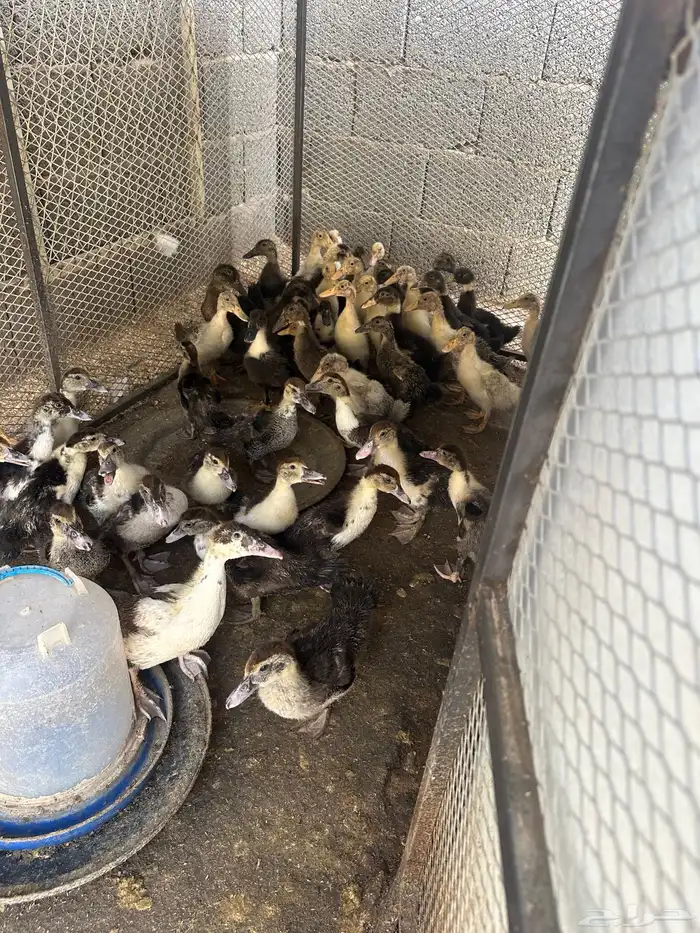 حجل حبشي رومي سمان دجاج باكستاني دجاج برهما دجاج بلدي بط 3