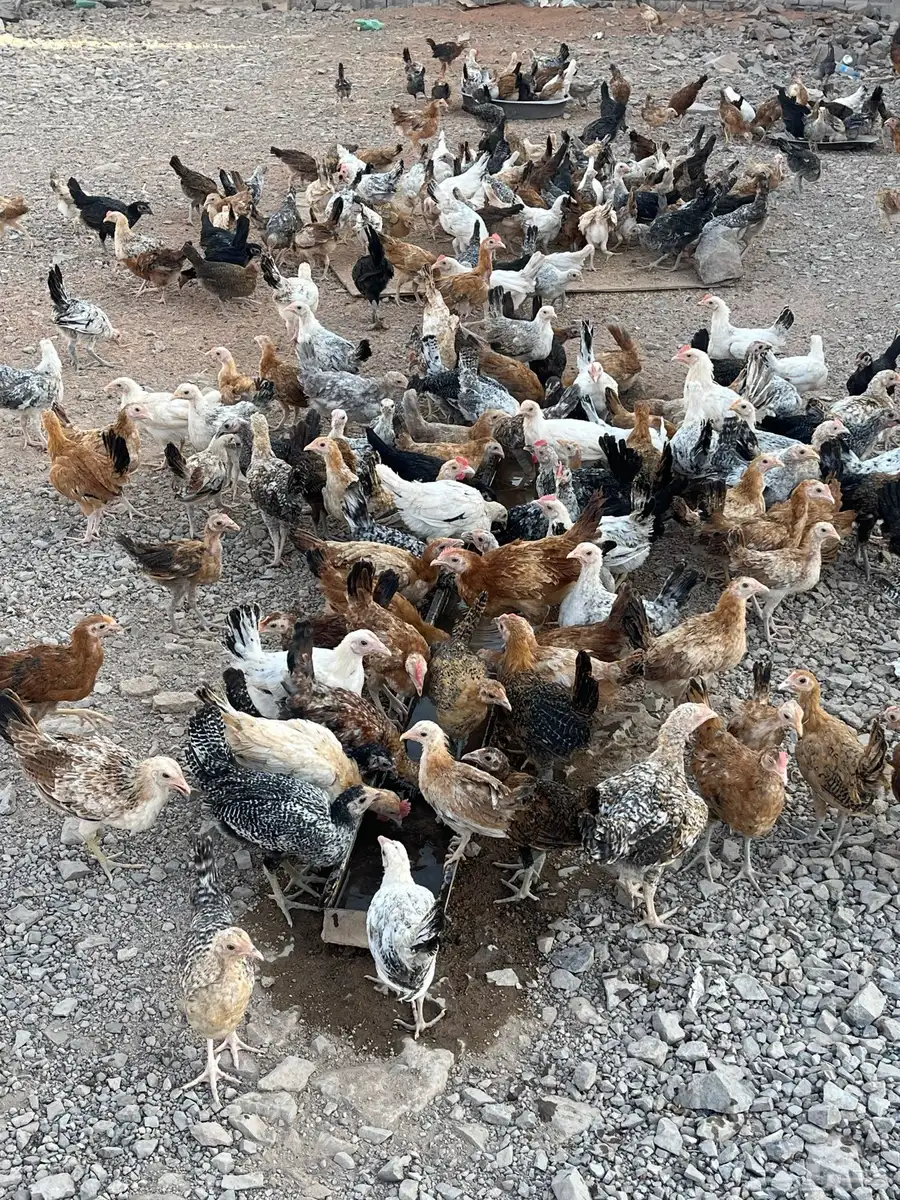 صوص بلدي للبيع 0