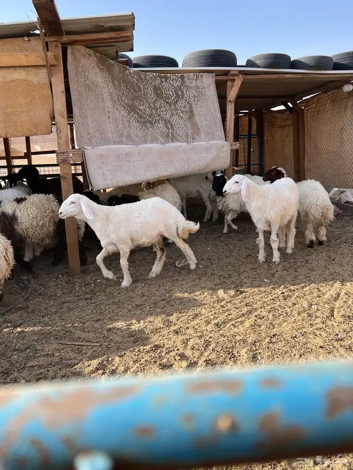 ذبائح بريه 1