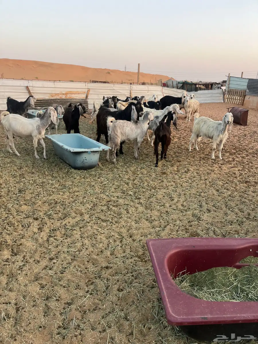 معزاء دفيع عوارض جمله 0