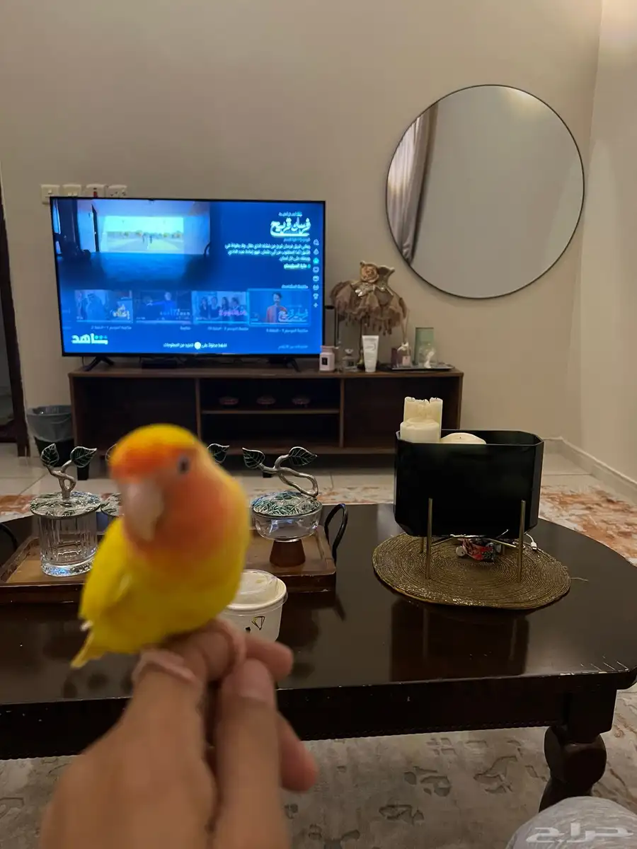 روز انثى هدد داخلي أليفه ماتعض للبيع 1