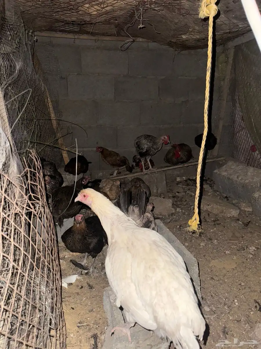 دجاج بياض اصناف قويه index