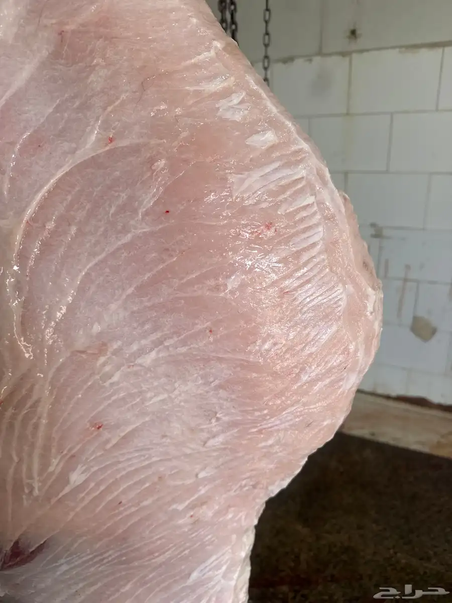 لباني طازج والطعم تحدي طريق الرياض مجعل عروض لا تنتهي 2