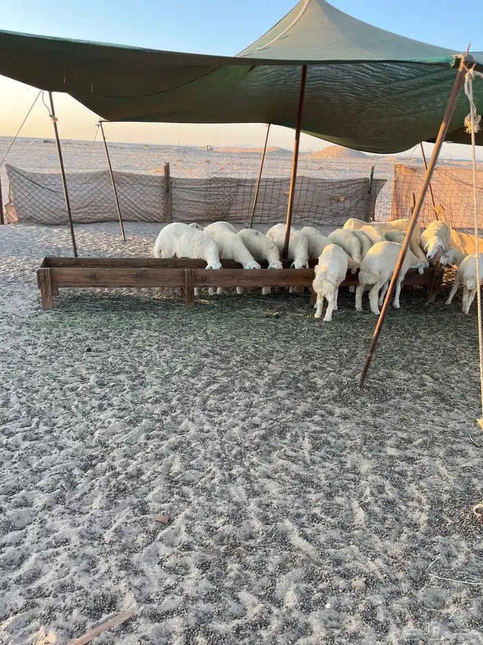 ذبايح لبيع جمله وتفريد 0