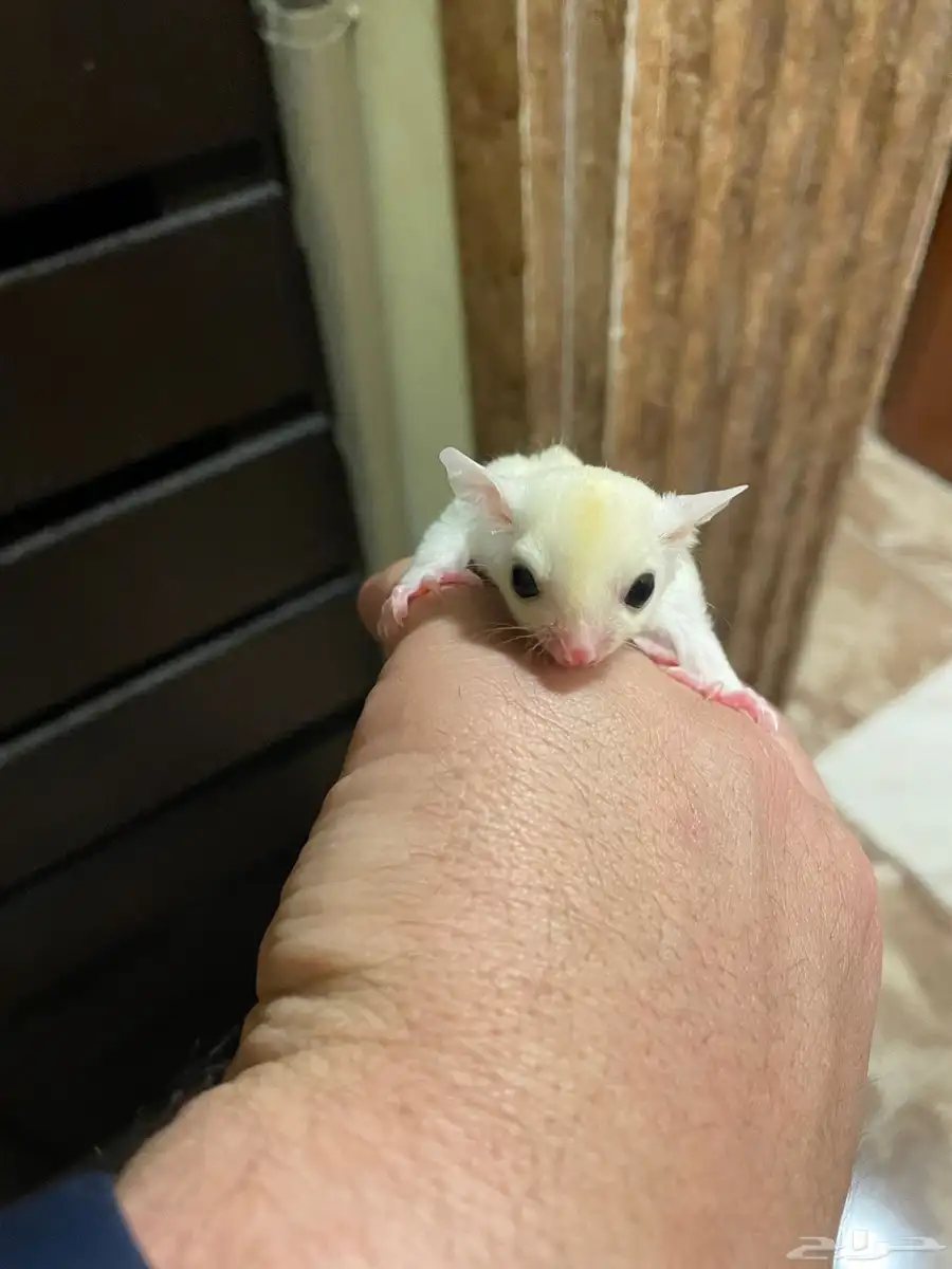 سنجاب طائر اليف ابيض Suger glider 3