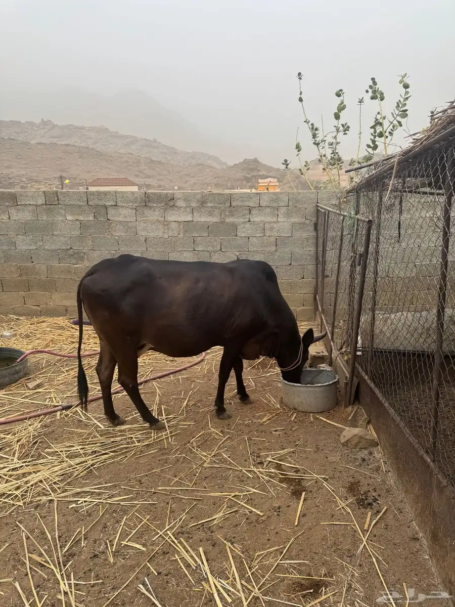 بقره جرسيه مقرب 0