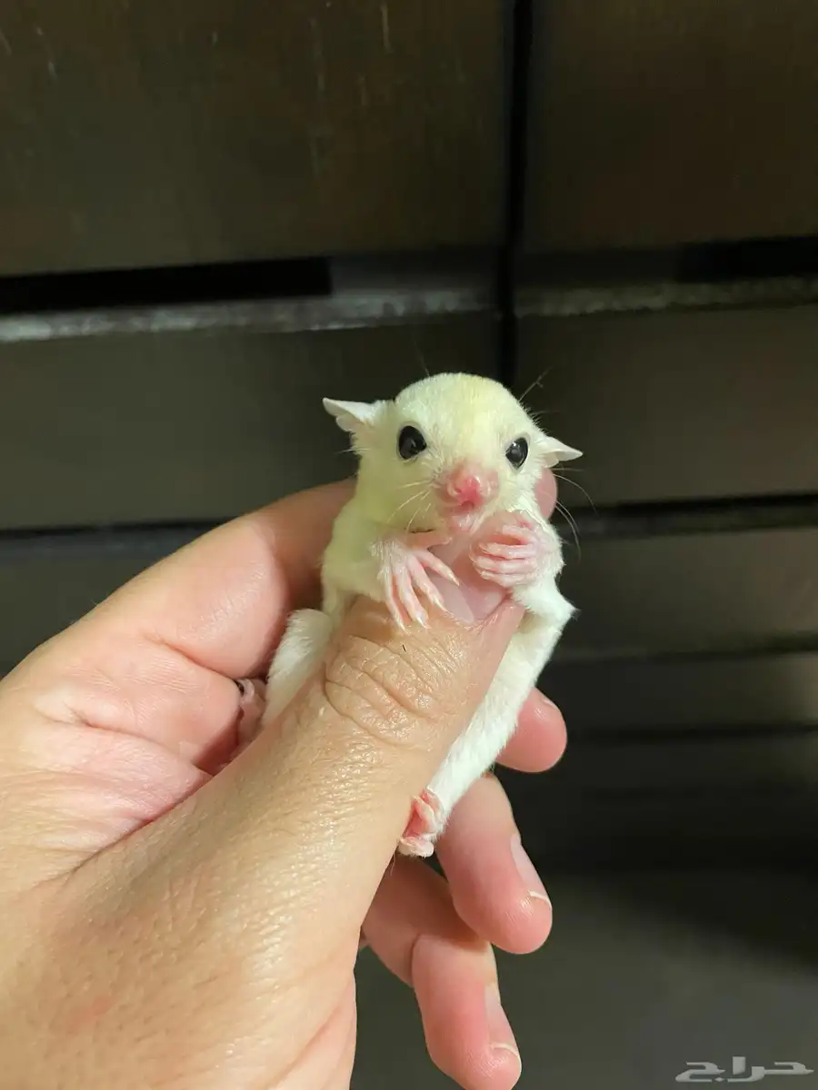 سنجاب طائر اليف ابيض Suger glider 4