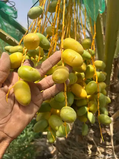 ثمر نخيل خلاص محصول نخيل مزرع 11
