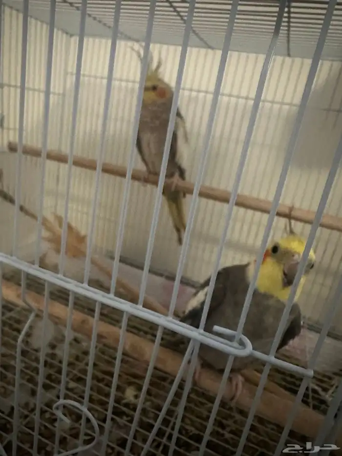 جوز كروان 1