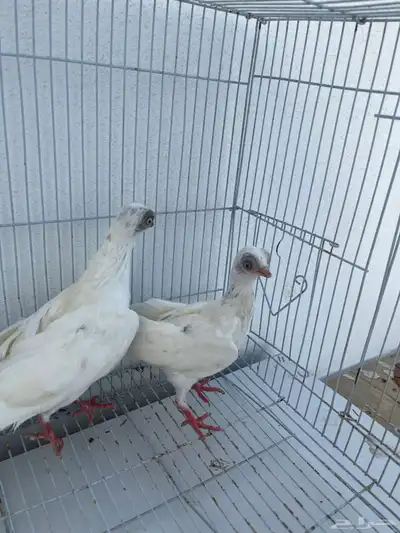 حمام كوري تم البيع تم البيع 4