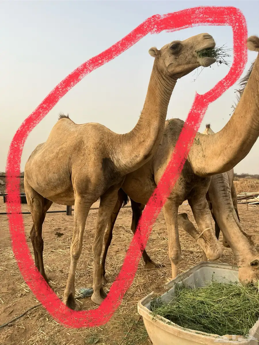 ناقه على وشك ولاده على السوم 0